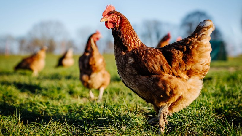 Bird flu is back