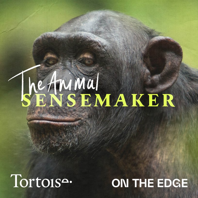 Chimps: the clay detox