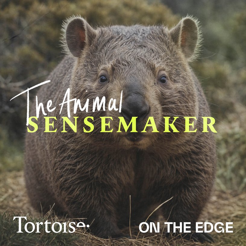 Wombat: cubed poop and a secret weapon