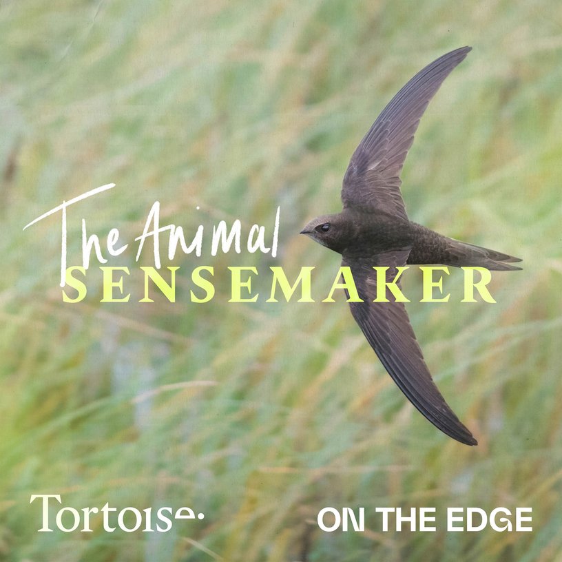 Swifts: sleeping whilst flying on the ultimate commute