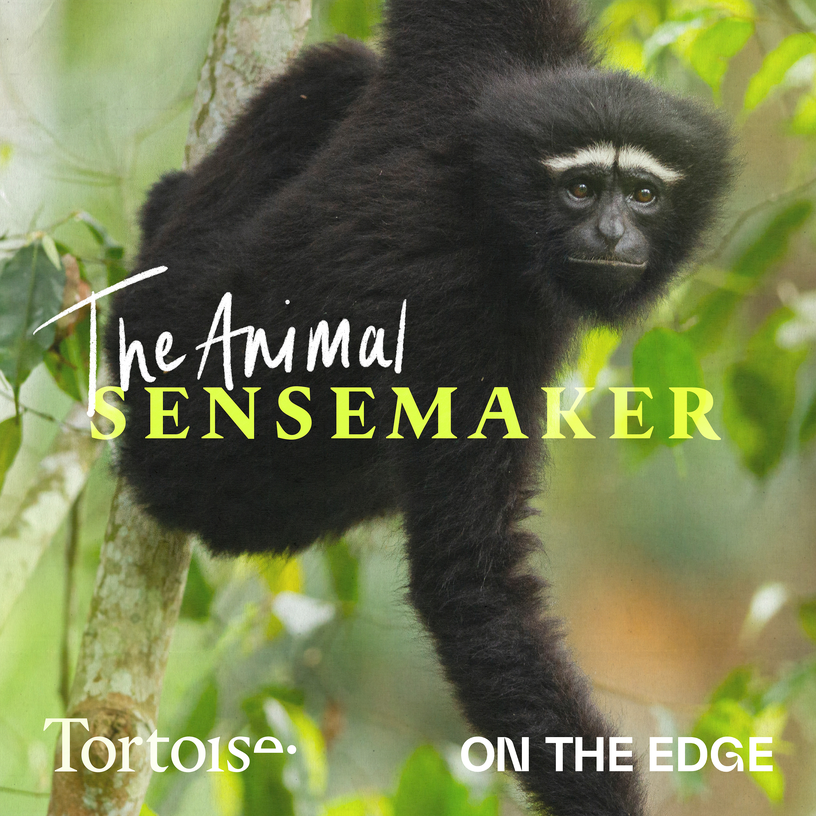 Why did the gibbons stop singing?