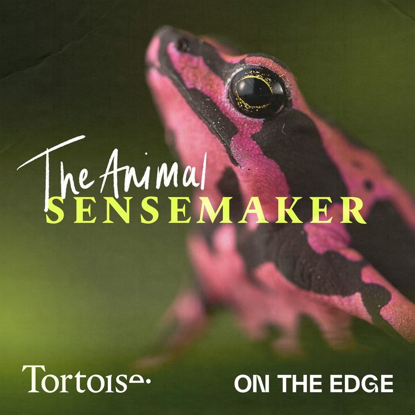 Can the harlequin toad stage a comeback?