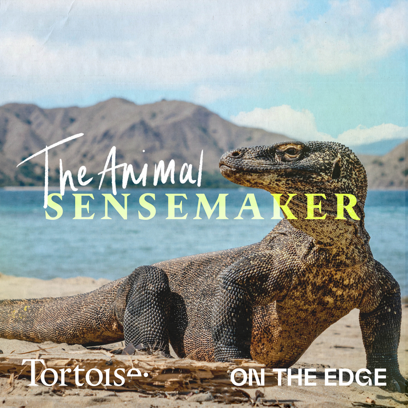 Komodo dragons: tail whipping and a venomous bite