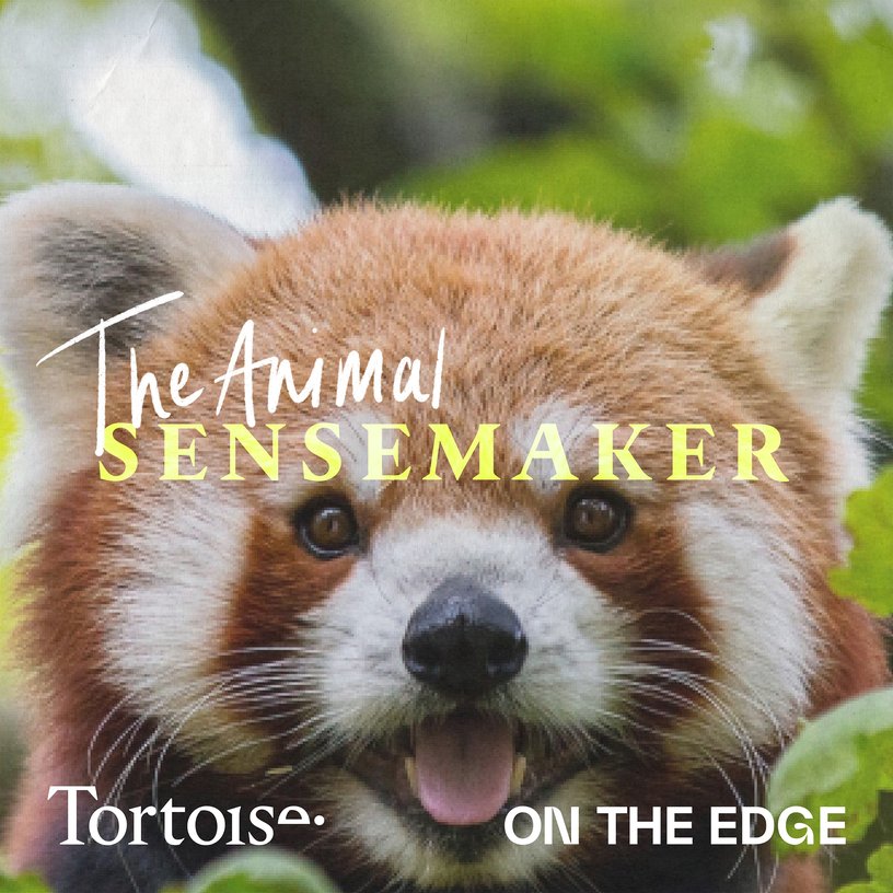 Is being so cute a curse for red pandas?