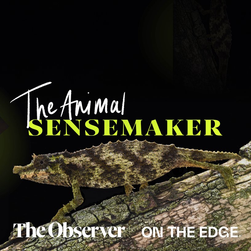 Nguru pygmy chameleon: forest floors and fast tongues