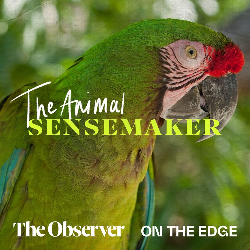 Great Green Macaw: picky eaters and favourite trees