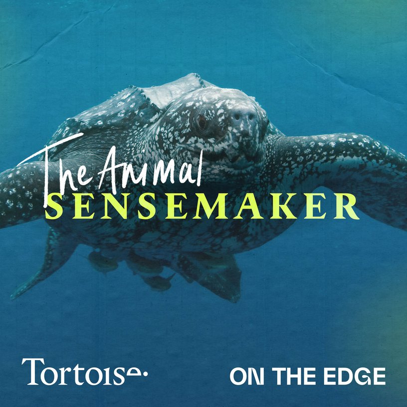 Leatherback turtle: a midnight hunt for eggs