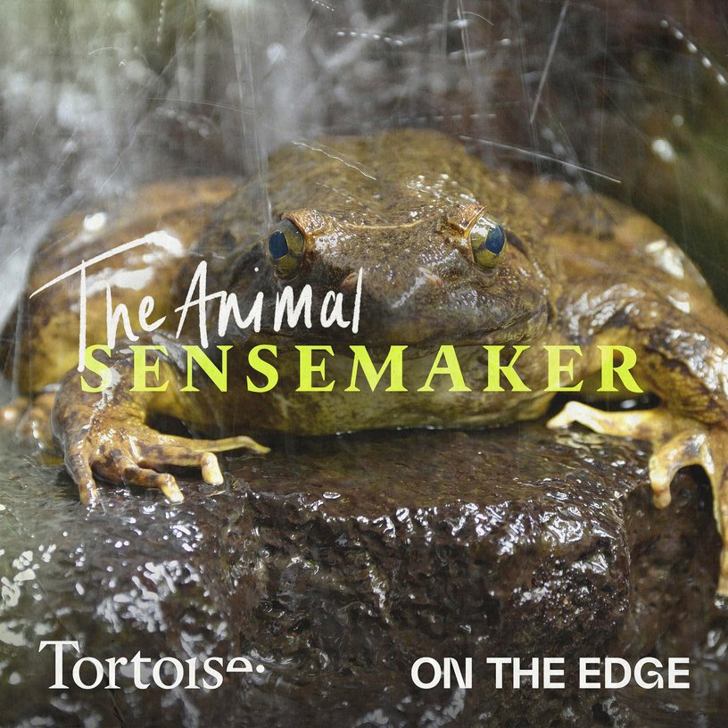 Goliath frog: one of nature's true giants