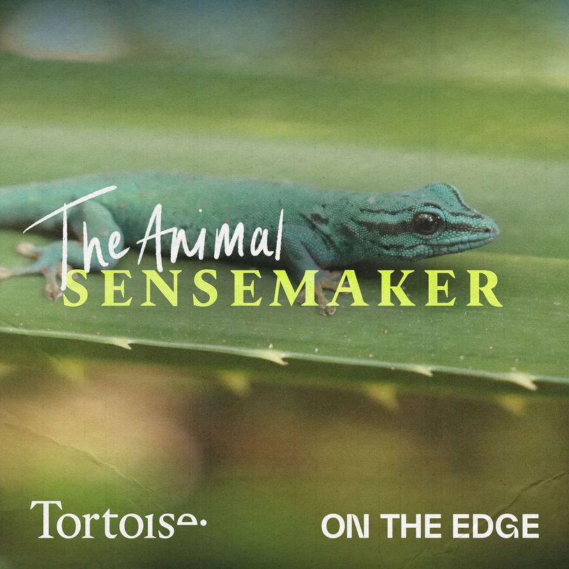 Electric blue gecko: one person's quest to protect them