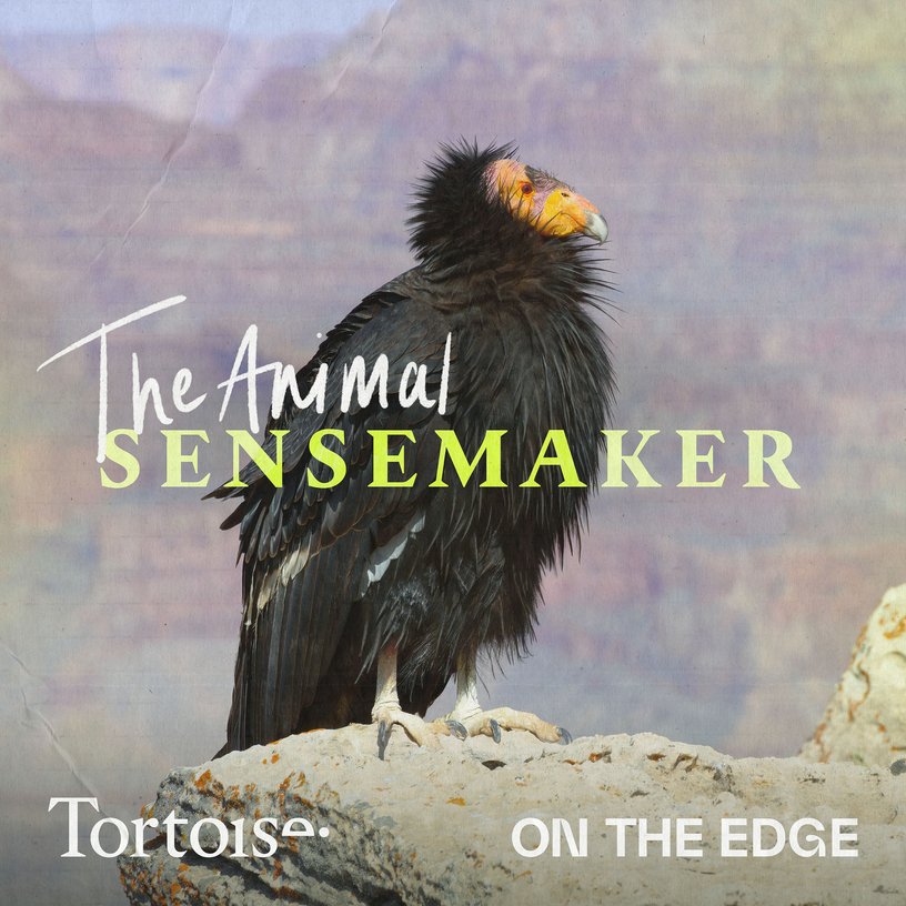 California Condor: a virgin birth