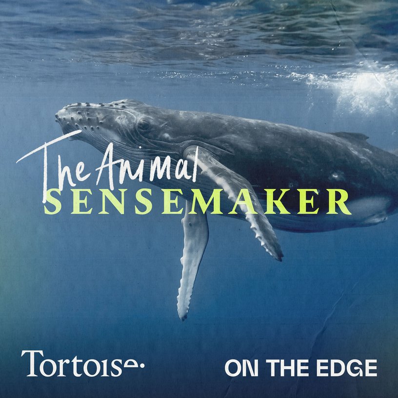 Humpback Whale: a diver's rescue