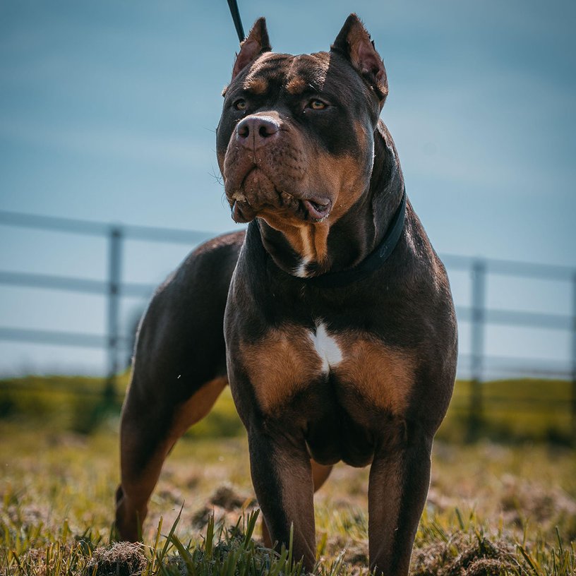 Bully XL dog attacks: is a ban the solution?