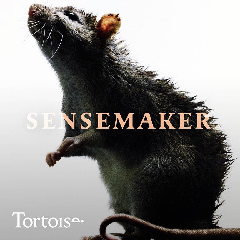 New York’s war on rats