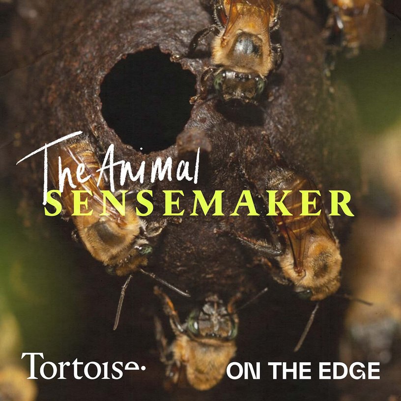 Stingless Bee: keeping the rainforest blooming