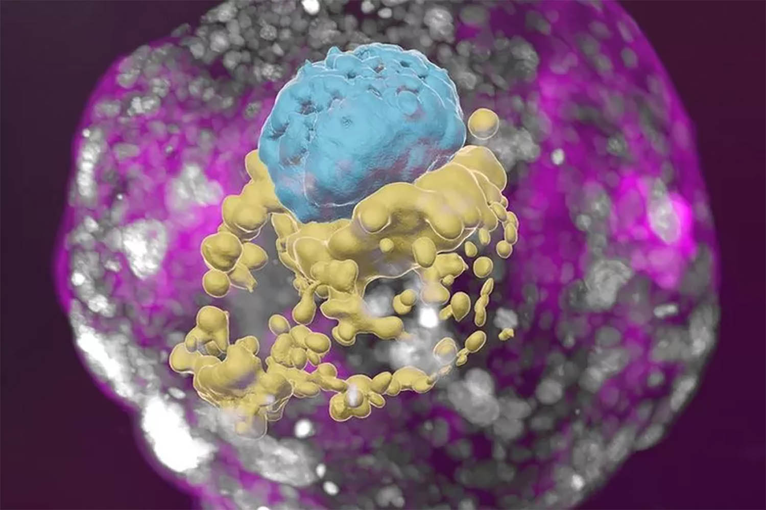 Model embryos