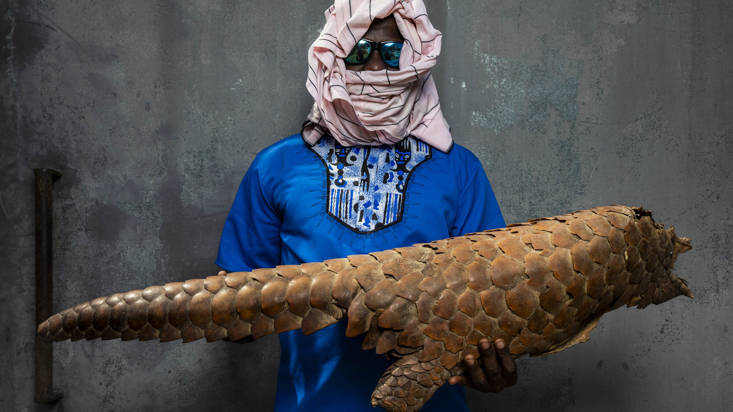 The pangolin bites back