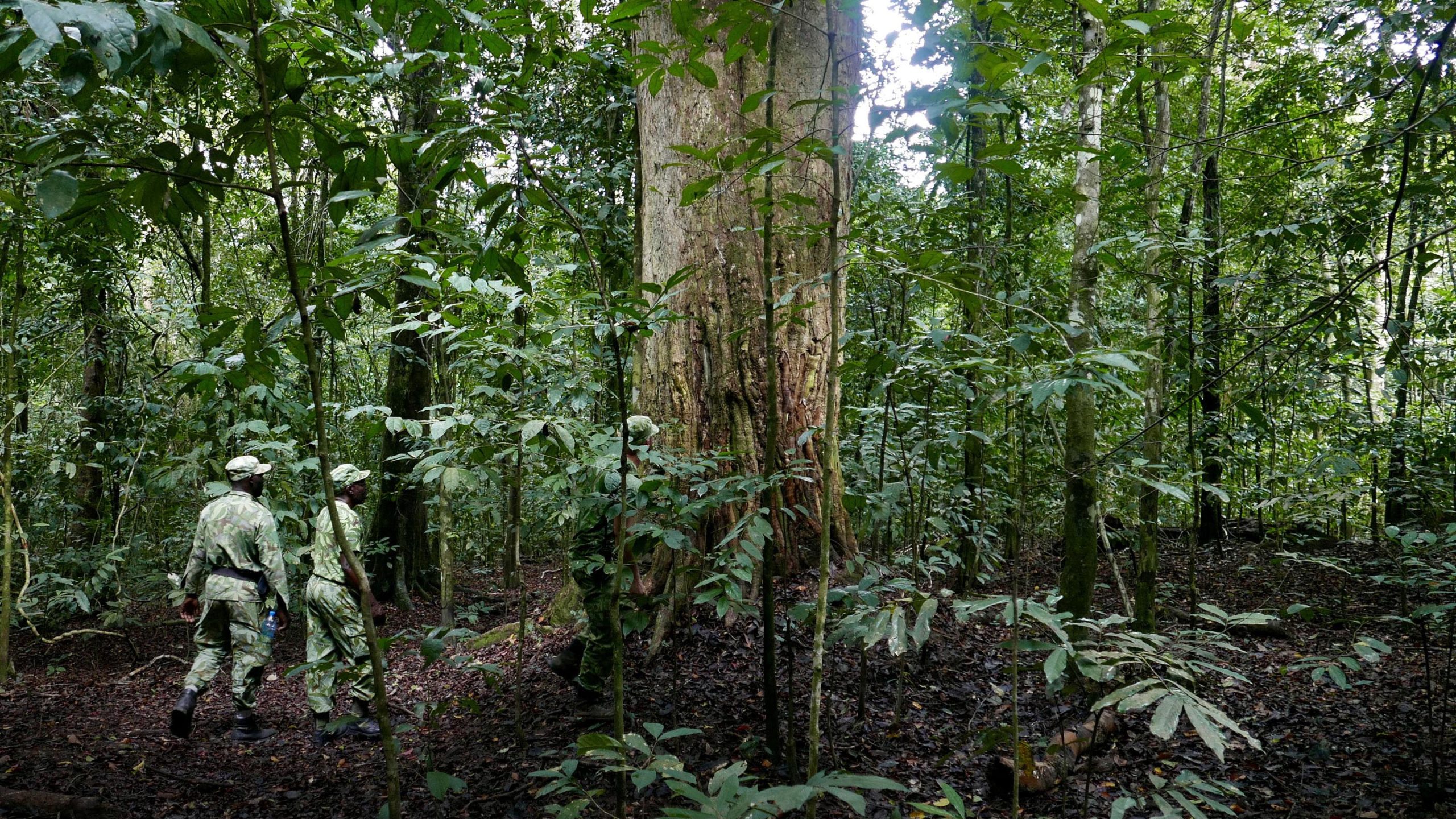 Can capitalism save the rainforests?