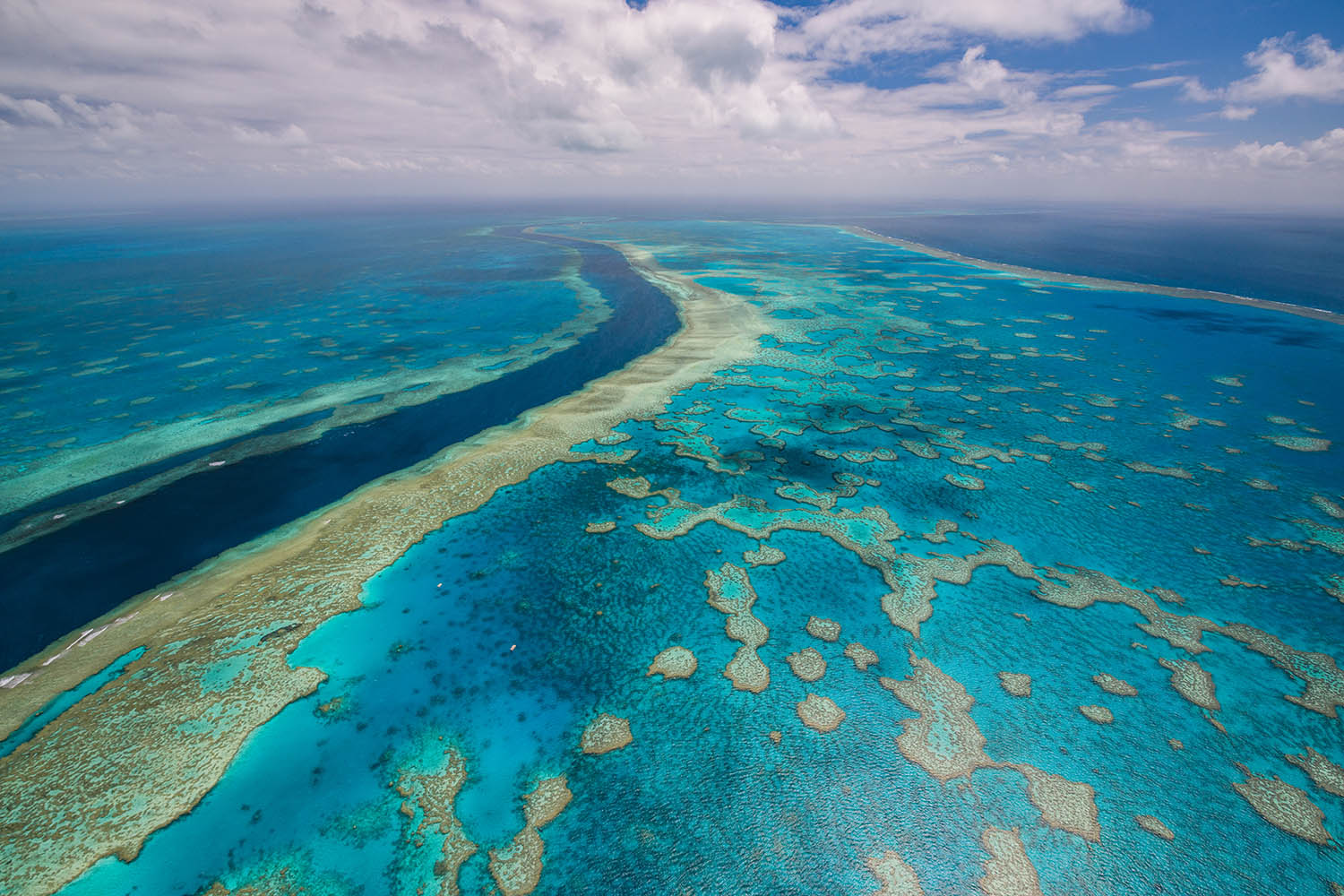 Great Barrier Reef to suffer “record mass bleaching”