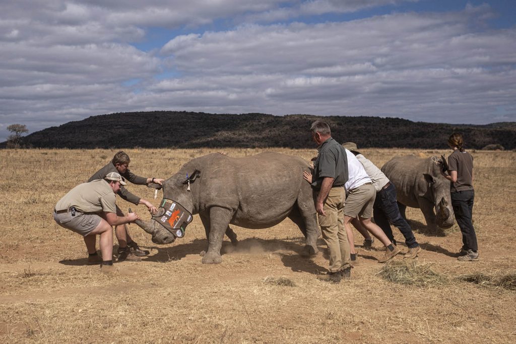 Radioactive rhinos: conservationists try new anti-poaching trick