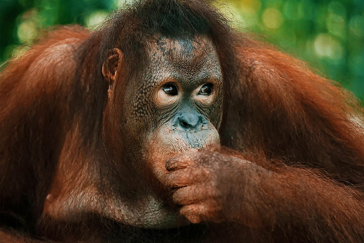Malaysia sends orangutans on diplomatic mission