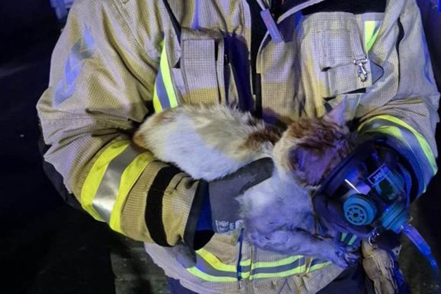 Peta honours Dublin firefighters who saved cat with special pet oxygen mask