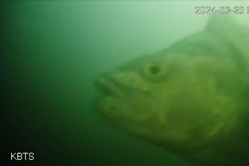 How strangers ring a bell for Dutch fish