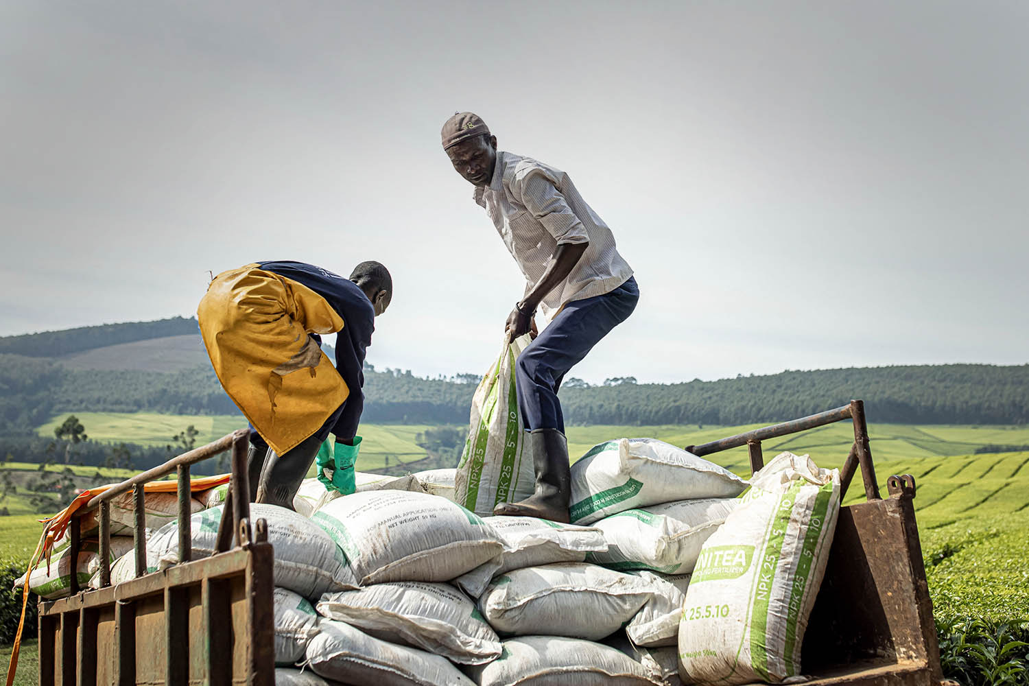 Green ammonia: a solution to the global fertiliser shortage?