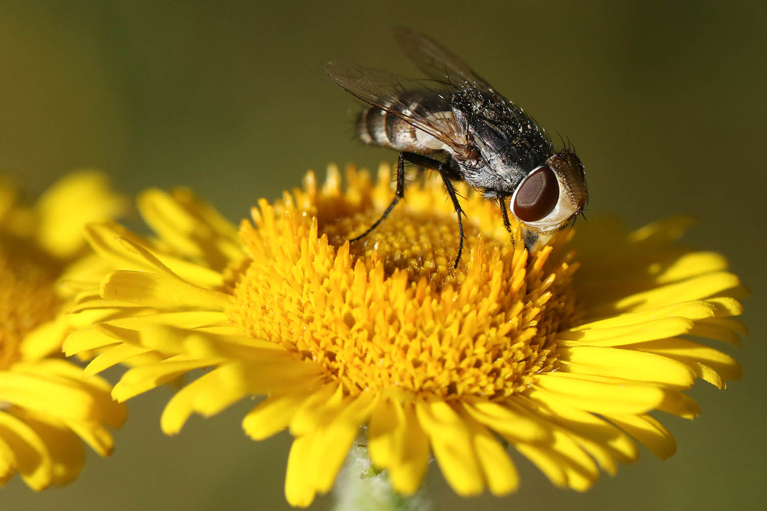Bugging out