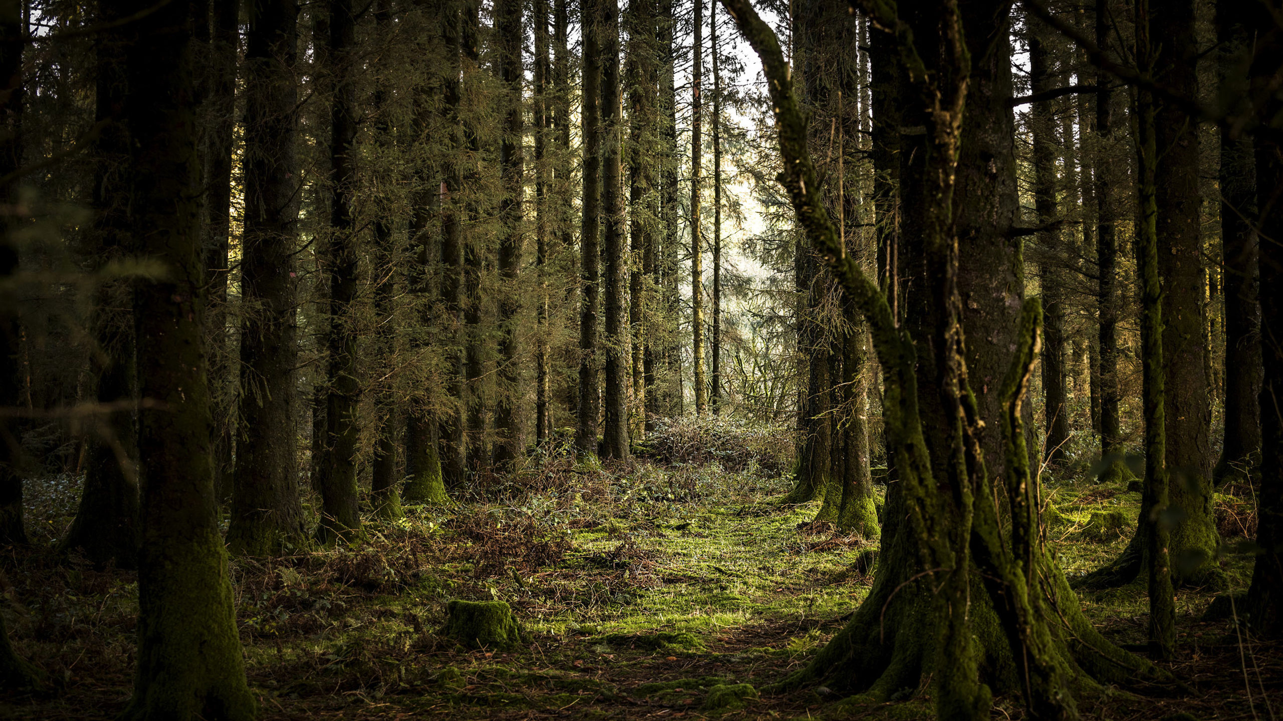 Trees will plant themselves, if we let them