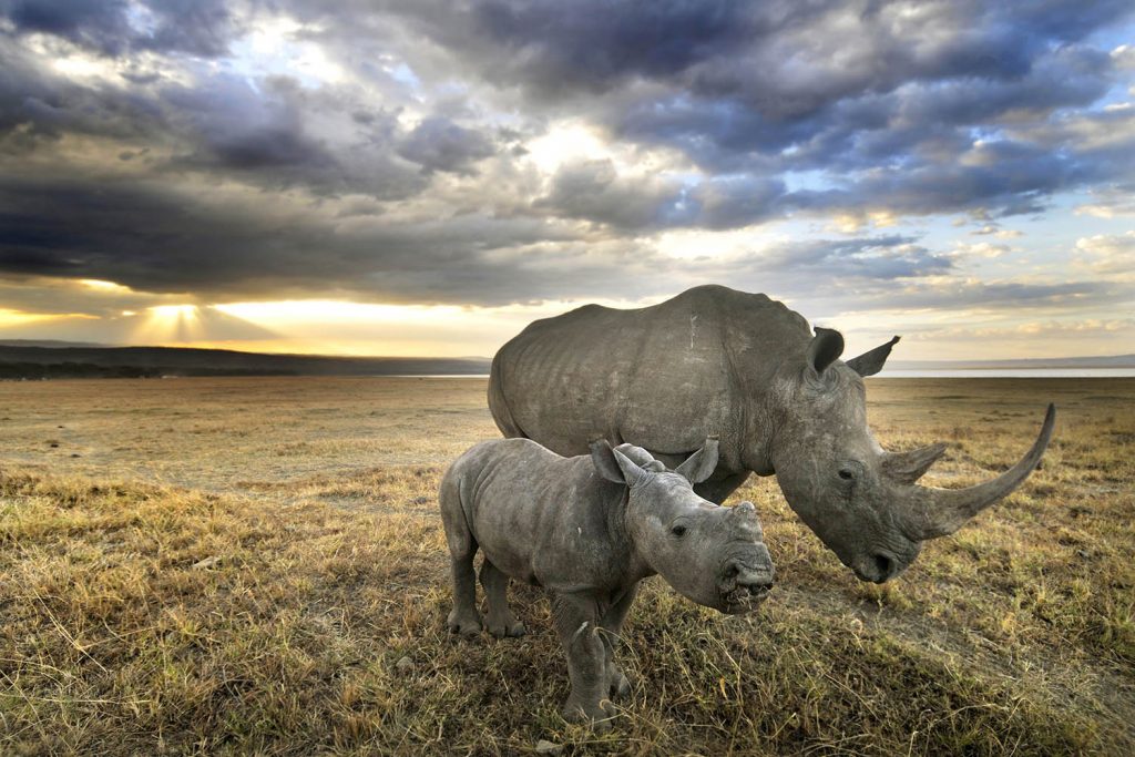 A glimmer of hope for the world’s rhinos