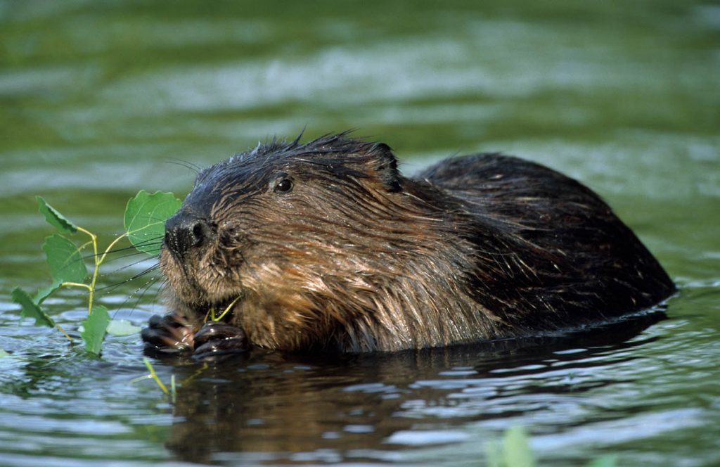 British baby beaver boom brings benefits